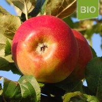 Bio-Apfel Biesterfelder Renette|truncate:60