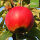 Bio-Apfel Biesterfelder Renette