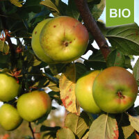 Bio-Apfel Seidenhemdchen|truncate:60