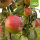 Bio-Apfel Sorte Elise - der Allergiker-Apfel