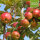 Bio-Apfel Sorte Elise - der Allergiker-Apfel