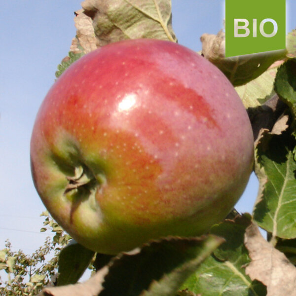 Bio-Apfel Schafsnase