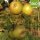 Graue Herbstrenette Bio-Äpfel 5kg