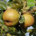 Graue Herbstrenette Bio-Äpfel 5kg