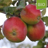 Stahls Winterprinz Bio-Apfel 5kg