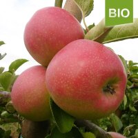 Bio-Jonagold Äpfel 5kg