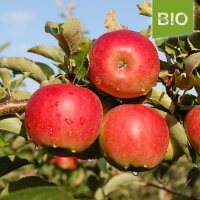 Bio-Jonagold Äpfel 6kg