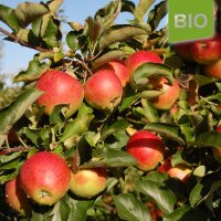Bio-Jonagold Äpfel 6kg