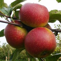 Orleansrenette Äpfel 5kg|truncate:60