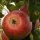 Orleansrenette Äpfel 5kg