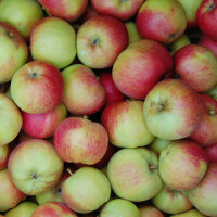 Roter Berlepsch Bio-Äpfel 2kg|truncate:60