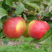 Roter Berlepsch Bio-Äpfel 2kg