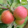 Pinova Bio-Äpfel 5kg