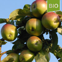 Gehrers Rambour Bio-Äpfel 5kg