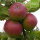 Gehrers Rambour Bio-Äpfel 5kg
