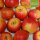 Goldrenette von Blenheim Bio-Äpfel 6kg