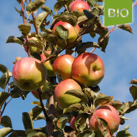 Ontario Bio-Äpfel 6kg