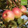Ontario Bio-Äpfel 6kg