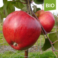 Bio-Apfel Schöner von Herrnhut|truncate:60