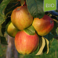 Bio-Apfel Schöner von Herrnhut
