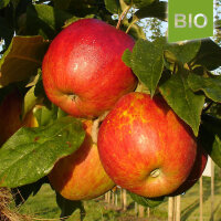 Bio-Apfel Schöner von Herrnhut