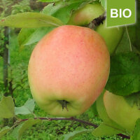 Bio-Apfel Produkta|truncate:60