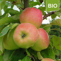 Bio-Apfel Produkta