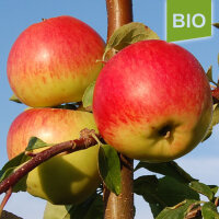 Bio-Apfel Reglindis