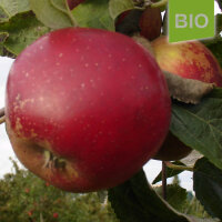 Bio-Apfel Hadelner Rotfranche|truncate:60