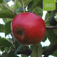 Bio-Apfel Hadelner Rotfranche
