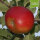 Bio-Apfel Hadelner Rotfranche