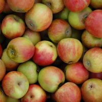 Bio-Äpfel 5kg-Steige / Holsteiner Cox