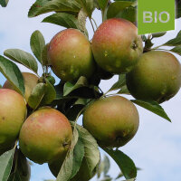 Muskatrenette Bio-Äpfel 5kg|truncate:60