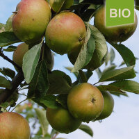 Muskatrenette Bio-Äpfel 4kg