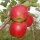 Wellant Apfel 6kg