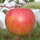 Wellant Apfel 6kg