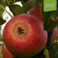 Bio-Apfel Orleansrenette|truncate:60