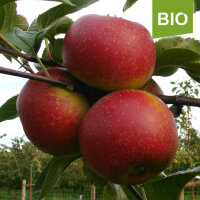 Bio-Apfel Orleansrenette