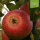 Bio-Apfel Orleansrenette