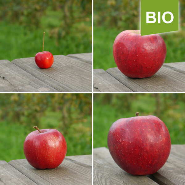 Rote Bio-Weihnachtsäpfel / klein 65-75mm