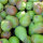 Kochbirnen - ideal für Birnen, Bohnen und Speck
