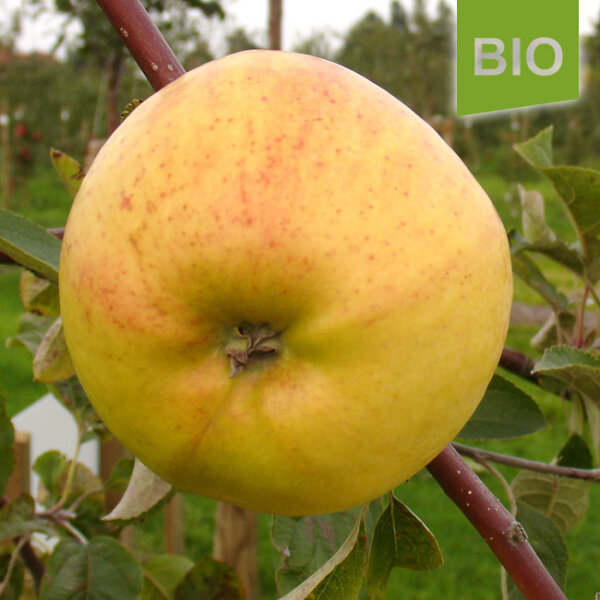 Bio-Apfel Großherzog Friedrich von Baden