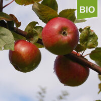 Rheinischer Winterrambur Bio-Äpfel 5kg