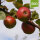 Rheinischer Winterrambur Bio-Äpfel 5kg