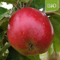 Bio-Apfel Vierländer Blut