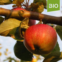 Bio-Apfel Vierländer Blut