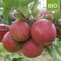 Bio-Apfel der Sorte Rubinette