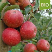 Bio-Apfel der Sorte Rubinette