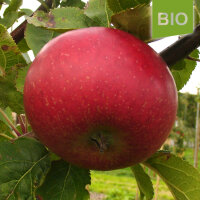 Bio-Apfel Uelzener Rambour