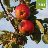 Vierländer Blut Bio-Äpfel 5kg